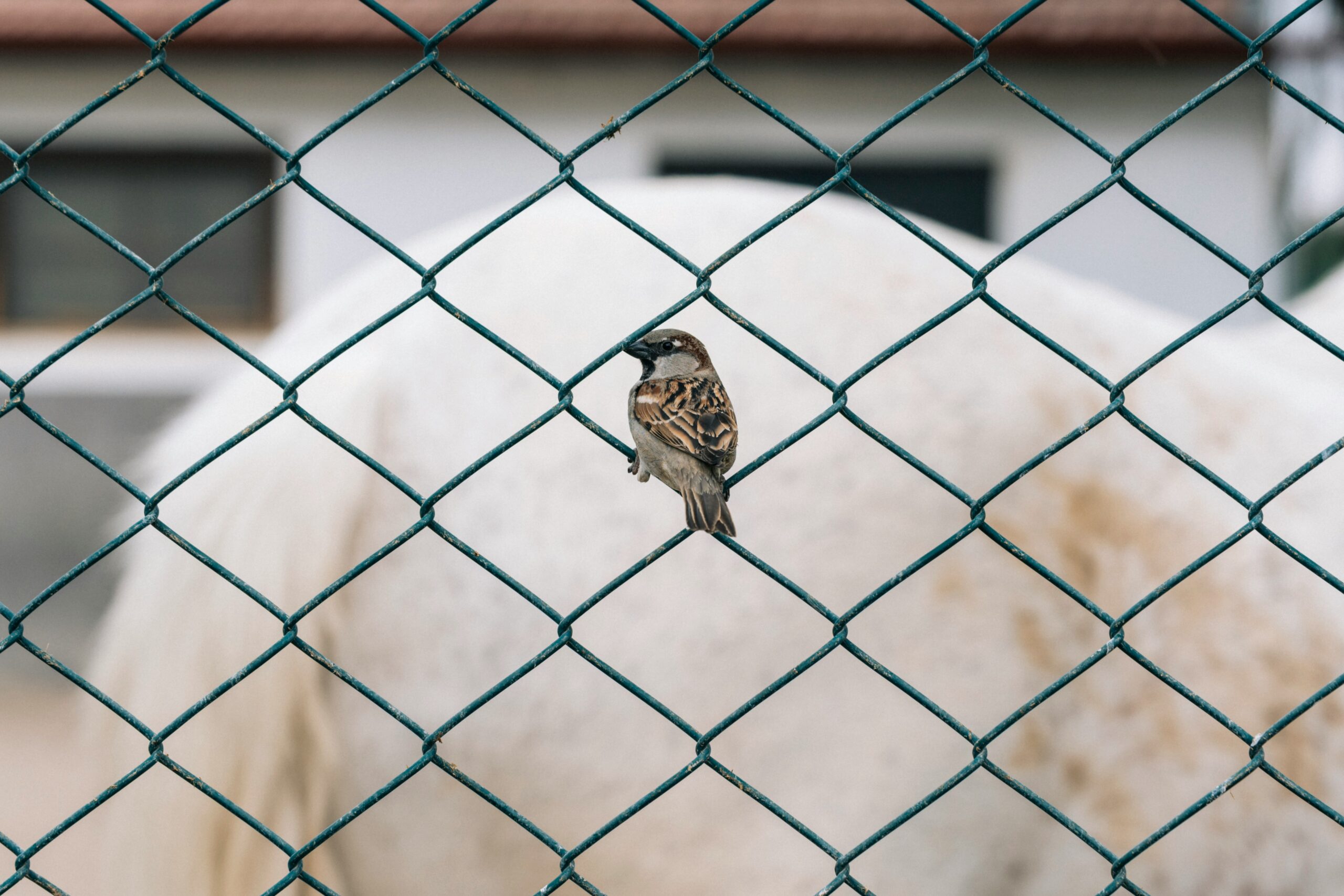 a small bird perched on a chain link fence